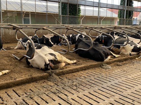 Crafting a Dairy Farm Business Proposal That Milks Success