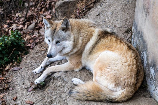 Beyond the Blueprint: Decoding the Wolf Technology 1/100 Wolf Model Metal Frame Model Kit