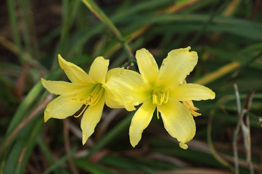 Navigating the Nuances: Your Essential Guide to North Carolina Helmet Law