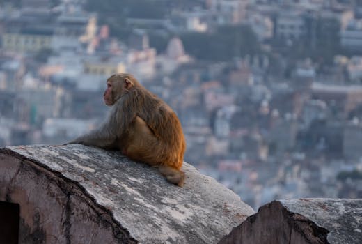 Decoding the Emblem: More Than Just a Mark for Carering Health Official Logo