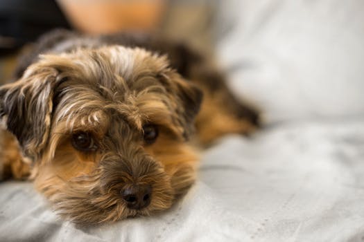 Beyond the Bling: Unpacking Yorkshire Terrier Health Issues Like a Pro
